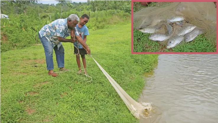  ?? INSET: Photo: Ministry of Fisheries ?? Manasa Nasilivata and his 9-year-old grandson and namesake Manasa Nasilavata at their tilapia farm in Kasavu, Naitasiri.
Tilapia harvested from the pond.