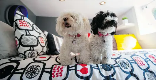  ?? PHOTOS: DEBRA BRASH/ TIMES COLONIST ?? The owners’ two Havanese dogs love their cosy new space, especially the raised bed. A mother and her 13- year- old daughter, plus the dogs, share a 243- square- foot apartment in the basement of a home. They rented out the upstairs of the house and renovated the basement as a self- contained apartment.