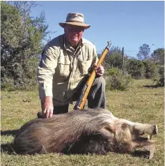  ??  ?? Morgan used his Schmidt-rubin to hunt this bushpig.