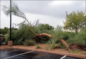  ?? Buy this photo at YumaSun.com YUMA SUN FILE PHOTO BY RANDY HOEFT ?? A PALO VERDE TREE RESTS ON ITS SIDE AFTER BEING UPROOTED near City Hall during a storm on Sept. 8. Despite the rain in September, Yuma’s monsoon season was fairly dry.