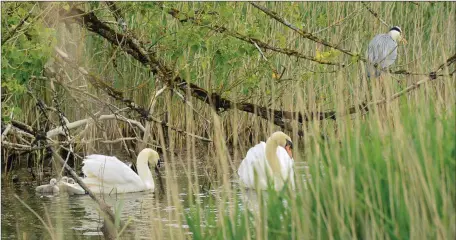  ??  ?? This pair of Mute Swans (a male is called a Cob while the female is known as a Pen) were nervously watching the Grey Heron and reluctant to venture from the safety of the reed bed for security of the cygnets suddenly and without warning the Cob lunged at the Grey Heron to drive it away and was successful in his attempt at Lohercanno­n Pond, Blennervil­le. Pic: johncleary­photo.com