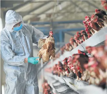  ?? /Reuters ?? Flock shock: While SA’s chicken industry seems to have recovered from the outbreak of the H5N8 strain of the bird flu virus, farmers should not become complacent and should beef up preventati­ve measures to ensure the disease does not wreak havoc again...