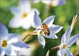  ?? DREAMSTIME/TNS ?? Bees pollinatin­g flowers.