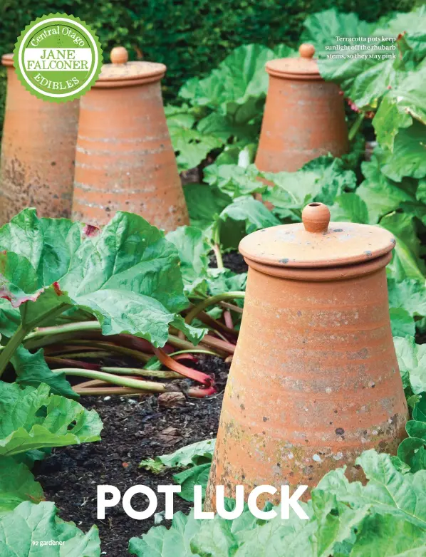  ??  ?? Terracotta pots keep sunlight off the rhubarb stems, so they stay pink