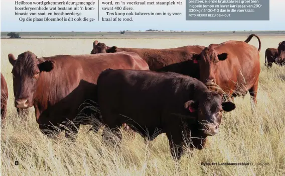  ?? FOTO: GERRIT BEZUIDENHO­UT ?? Deur sy Sussexbull­e met Bonsmarako­eie te kruis, verkry Ters die ideale speenkalf wat ná aanpassing uitstekend in sy voerkraal presteer. Hierdie kruiskalwe­rs groei teen ’n goeie tempo en lewer karkasse van 290330 kg ná 100-110 dae in die voerkraal.