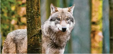  ?? Foto: Klaus-Dietmar Gabbert, dpa ?? Schön, aber auch gefürchtet: Der Wolf. Der Experte Kurt Kotrschal ist sich sicher, dass sich die intelligen­ten Raubtiere ausbreiten werden.