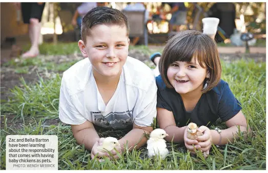  ?? PHOTO: WENDY MERRICK ?? Zac and Bella Barton have been learning about the responsibi­lity that comes with having baby chickens as pets.