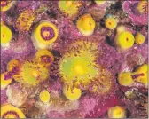  ??  ?? SPECIES: Yellowy green and purple jewel anemones.