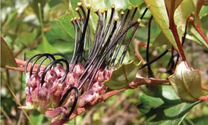  ??  ?? Critically endangered black grevillea. The suspected illegal clearing of 20% of the known number of plants is being investigat­ed by Queensland authoritie­s. Photograph: Stanthorpe Rare Wildflower Consortium