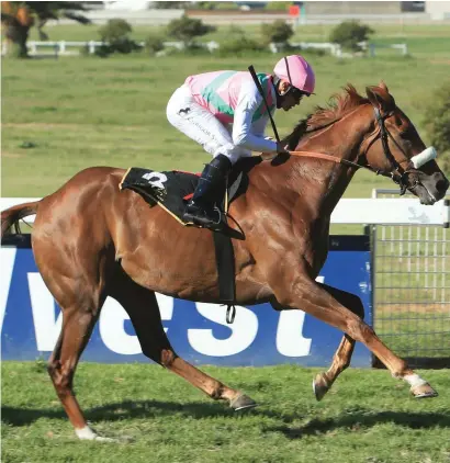  ?? Picture: Wayne Marks ?? RUNNER TO BEAT. Magnificen­t Seven has won five of his last six starts and should be hard to beat in Sunday’s G-BETS Algoa Cup (Listed) over 2000m at Fairview in Port Elizabeth.