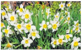  ?? Tribune News Service ?? Home gardeners should consider mixing plants with a variety of heights to avoid monotony.