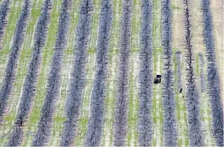  ?? ANDREW VAUGHAN THE CANADIAN PRESS FILE PHOTO ?? In 2017, more than 59,000 temporary foreign workers were hired to work in Canada’s agricultur­e industry, and a total of 13,252 temporary worker positions were approved in B.C. in the last year.