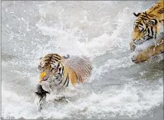  ??  ?? A Siberian tiger (centre) catches a duck thrown by a staff member at the tiger park.