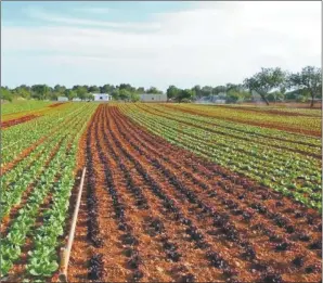  ?? CEDOC PERFIL ?? CAMPO. Será clave para aportar divisas a la recuperaci­ón económica.