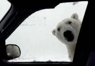 ??  ?? Come in Alaska Un orso bianco fa capolino guardando dentro un’auto: l’ironia dei social per le temperatur­e rigide in città