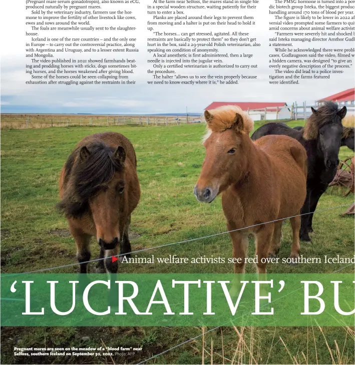  ?? Photo: AFP ?? Pregnant mares are seen on the meadow of a “blood farm” near Selfoss, southern Iceland on September 30, 2022.