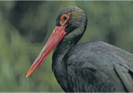  ?? ?? Black stork