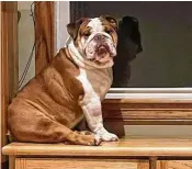  ?? RIVAS FAMILY ?? The Rivas family purchased English bulldog Louie in April 2022 from a Petland store in Chillicoth­e, but noticed he had walking issues. Soon, he began vomiting and having seizures too.