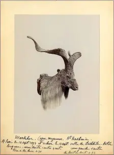  ??  ?? Second markhor (achevé le 13 septembre 1893) de Poncins.