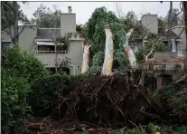  ?? ?? The roots of the tall eucalyptus tree that fell onto the condo are visible on Jan. 11.