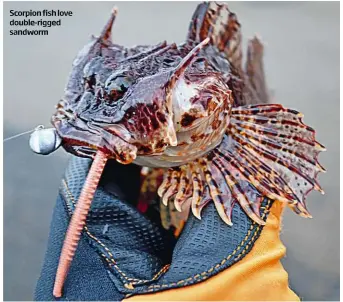  ??  ?? Scorpion fish love double-rigged sandworm