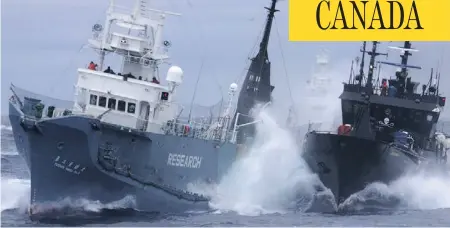  ?? INSTITUTE OF CETACEAN RESEARCH / THE ASSOCIATED PRESS FILES ?? In this 2010 file photo, anti-whaling group Sea Shepherd’s ship the Bob Barker, right, and the Japanese whaling ship No. 3 Yushin Maru collide in the waters of Antarctica. Sea Shepherd has been battling the whaling ships for years, but says it can no...