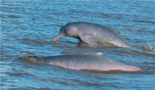  ?? / Federico Mosquera - Fundación Omacha ?? Partes de los delfines de la especie “Inia geoffrensi­s” son utilizados por las comunidade­s indígenas con fines medicinale­s.