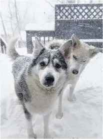  ??  ?? Rhonda Weatherbee’s beautiful huskies don’t seem to mind the snow one bit! Nanook and Achillies would like to remind their human friends that they feel the effect of a cold wind too. <ou’ll Ćnd these two frolicking in the snow in Springhill, N.S.