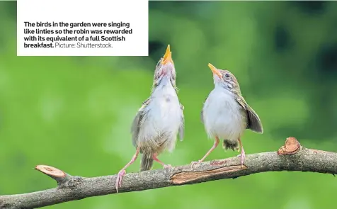  ?? Picture: Shuttersto­ck. ?? The birds in the garden were singing like linties so the robin was rewarded with its equivalent of a full Scottish breakfast.