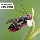  ?? ?? A wasp on a fly orchid
