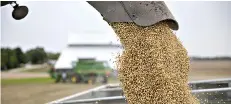  ?? Bloomberg photo by Daniel Acker ?? ■ Soybeans are loaded into a grain cart during harvest Sept. 18 in Wyanet, Ill.