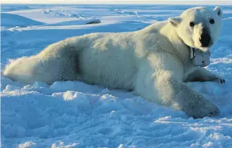  ?? ANTHONY PAGANO, USGS VIA AP ?? A polar bear wearing a GPS video-camera collar lies on a chunk of sea ice in the Beaufort Sea. More than 2,000 people visited the Alaska village of Kaktovik on the Beaufort Sea last year to see polar bears in the wild.