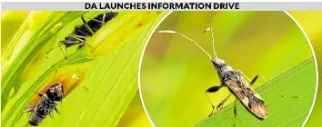 BLACK BUGS HOUND FARMS IN 14 CAGAYAN VALLEY TOWNS | Philippine Daily ...