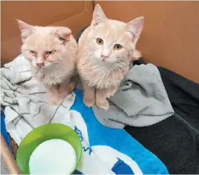  ?? RCMP HANDOUT PHOTO VIA CP ?? An RCMP service dog named Hix helped save these two frozen kittens in rural Manitoba.