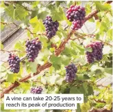  ??  ?? A vine can take 20-25 years to reach its peak of production