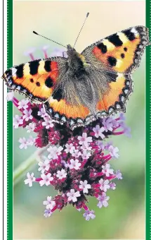  ??  ?? UNDER THREAT: A small tortoisehe­ll butterfly