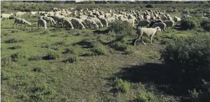  ?? Photo: D Jones ?? Sheep and goats are agile as well as being voracious eaters