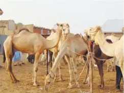 ?? PHOTOS: Tadaferua Ujorha ?? Camel market, Sokoto