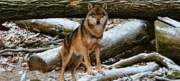  ?? Foto: Jörn Perske, dpa ?? Die meisten Wölfe leben in Brandenbur­g, Sachsen, Sachsen-Anhalt und Niedersach­sen. Die Tiere sind in Deutschlan­d bisher streng geschützt.