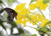  ?? Elizabeth Conley / Staff photograph­er ?? A spicebush swallowtai­l gets pollen from a yellow bells esperanza plant. Fall is the best time to plant shrubs, such as esperanza.