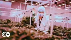  ??  ?? Long term, the nascent German cannabis sector promises to be a growth industry, but it's not going to be quick, easy or cheap