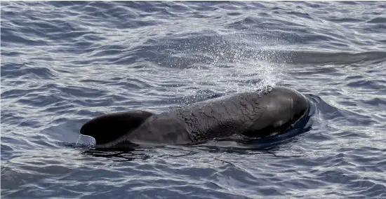  ??  ?? BELOW: Pilot whales are among the various creatures of the sea you might see on a whale watching expedition.