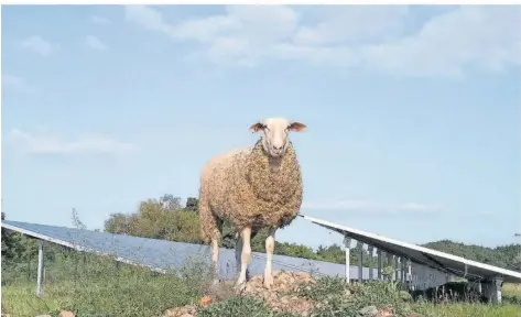  ?? FOTO: BEG KÖLLERTAL ?? Klimaschut­z einerseits sowie Umwelt- und Naturschut­z anderersei­ts – das ist kein Widerspruc­h, sondern passt sehr gut zusammen. Das zeigt die BEG Köllertal am Bürger-Solarpark Roden. In Kooperatio­n mit dem BUND Köllertal sollen nun weitere Projekte realisiert werden.