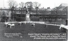  ?? ?? Queen Square “showing old rookery” – and sheep! The Square was a favourite haunt of rooks until the early 20th century