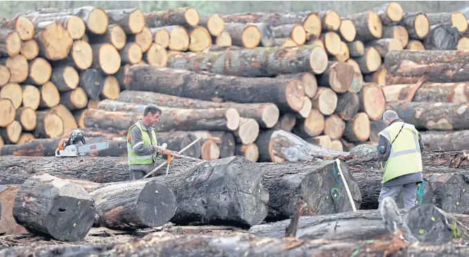  ?? PHOTOS BY REUTERS ?? LEFT For oak growers, who usually cut trees when they are from 100 to 150 years old, the price rise is a welcome rebound after a sharp fall in the late 2000s caused by low demand.