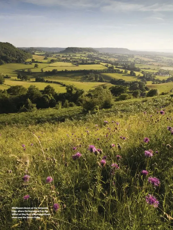  ??  ?? Wildflower­s bloom on the Cotswolds Edge, where the impressive Iron Age hillfort at Uley Bury offers magnificen­t views over the Severn Valley