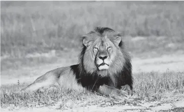  ?? Andy Loveridge / Wildlife Conservati­on Research Unit via AP ?? The killing of Cecil the lion, shown resting at Hwange National Park, in Hwange, Zimbabwe, drew a huge outcry.