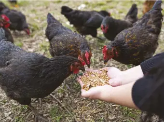  ??  ?? It’s not necessary to feed scratch grains to chickens that receive a complete diet. However, scratch is a great treat and can provide added energy in winter.