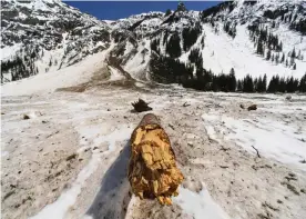  ??  ?? A pine tree is snapped in half during an avalanche in Silverton, Colorado. Photograph: RJ Sangosti/MediaNews Group/The Denver Post/Denver Post/Getty Images