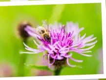  ??  ?? It’s easy to fire off a snap of a bee or insect on a flower (above) – but look at that background! For a better shot (right), get down low, line up a clean backdrop and lie in wait…